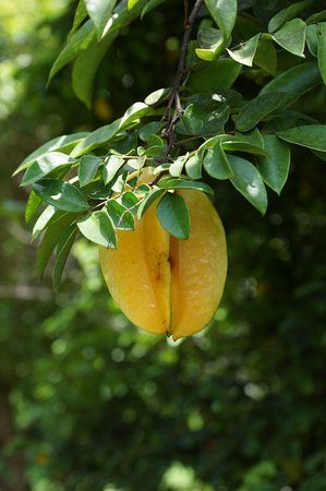 Aitutaki Secret Garden